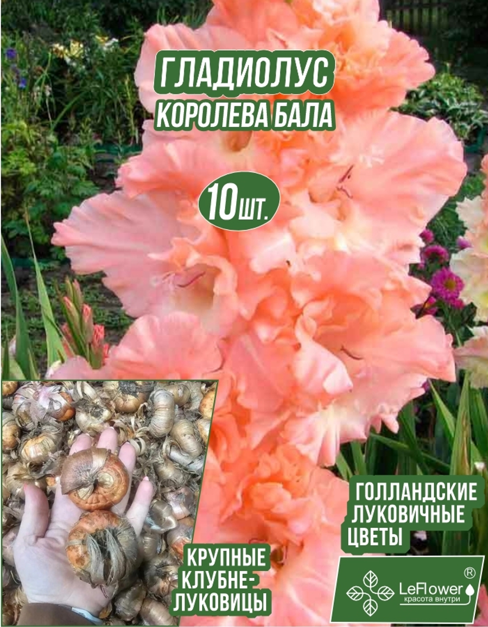 Гладиолус Луковица, Королева Бала, 10 шт