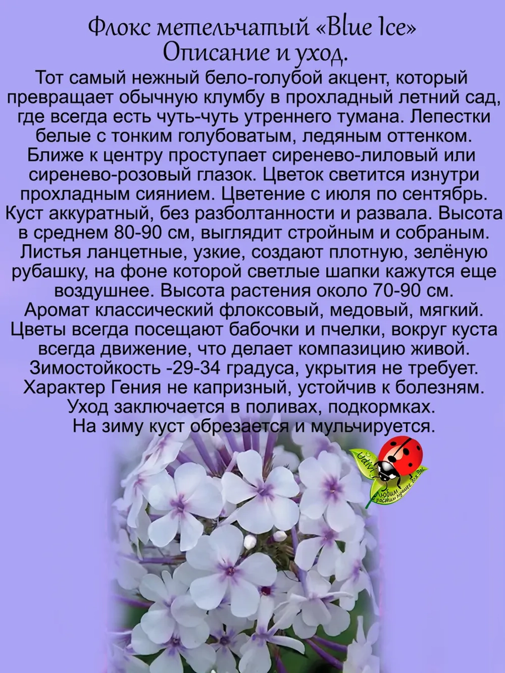 Флокс Голубой лед Блу Айс метельчатый