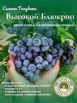 Голубика, Аврора, Семена Ягод, 0.01 гр.