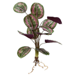 Калатея макоя с корнем 60 см