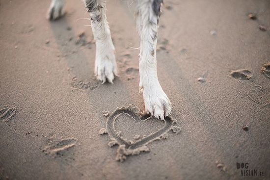 Летний уход за лапками