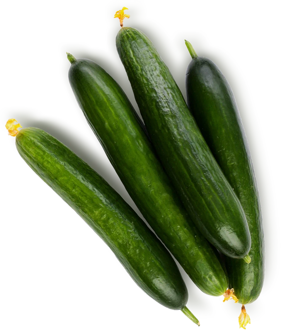 Огурцы среднеплодные