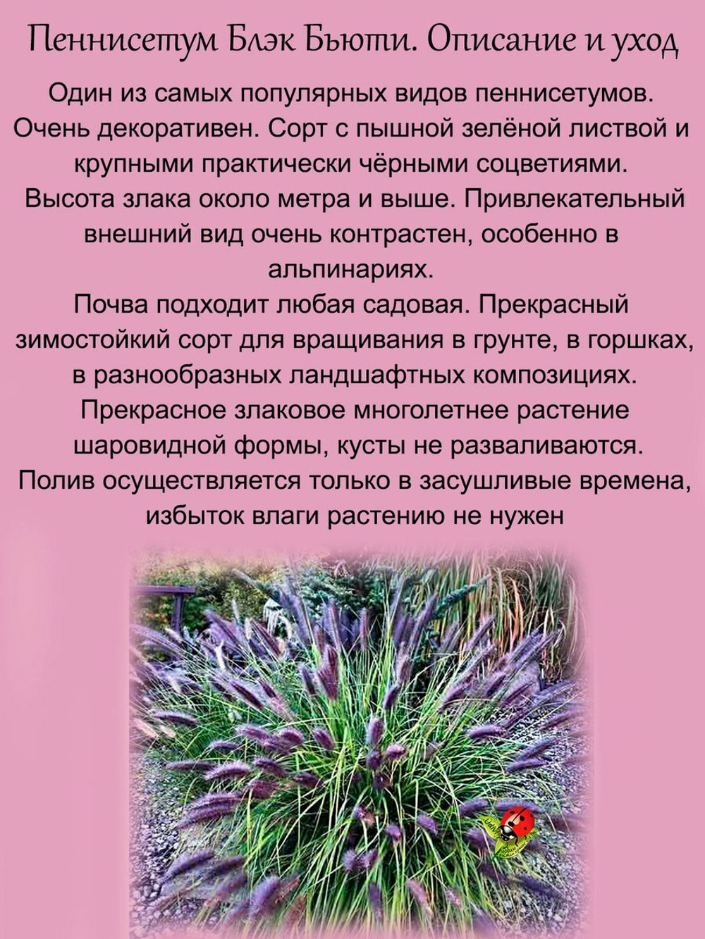 Злак Пеннисетум Блэк Бьюти лисохвостый многолетний