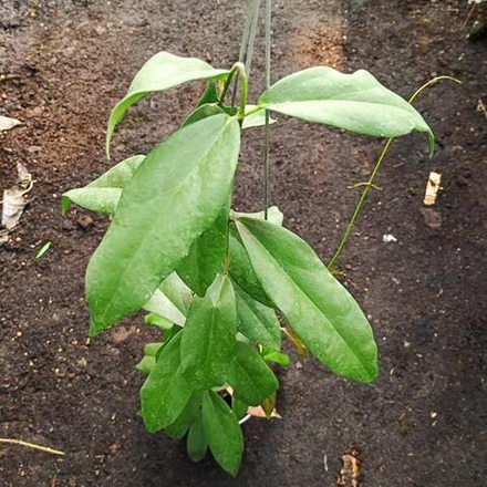 Хойя LAMINGTONIAE