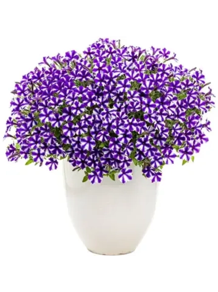 Петуния MINI VISTA VIOLET STAR