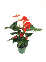 Антуриум (мужское счастье)