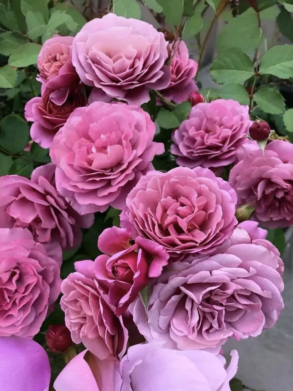 Роза флорибунда Аой