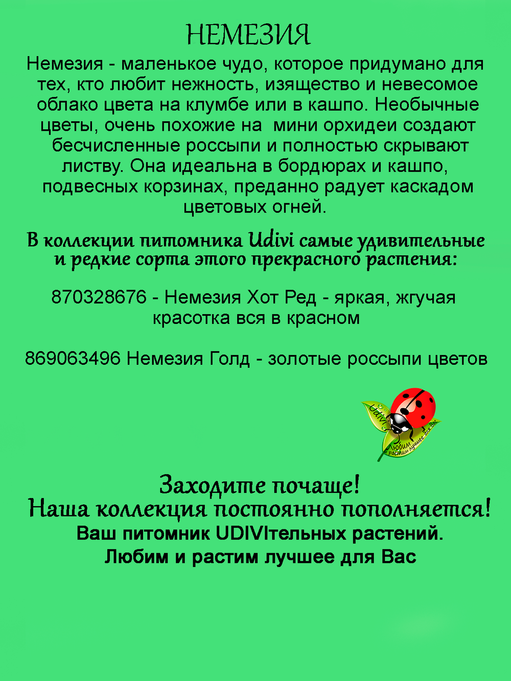 Немезия Голд вегетативная Золото