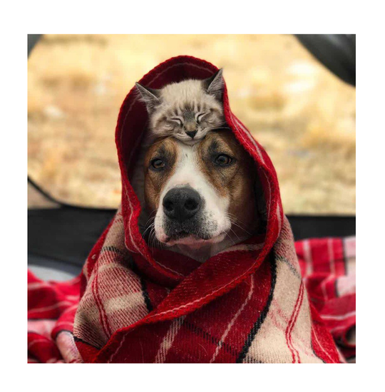 Мяу! Как ухаживать за домашними питомцами экологично?