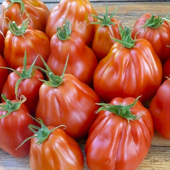 Ругантино F1 семена томата индетерминантного (Rijk Zwaan / ALEXAGRO) культура – фото 3