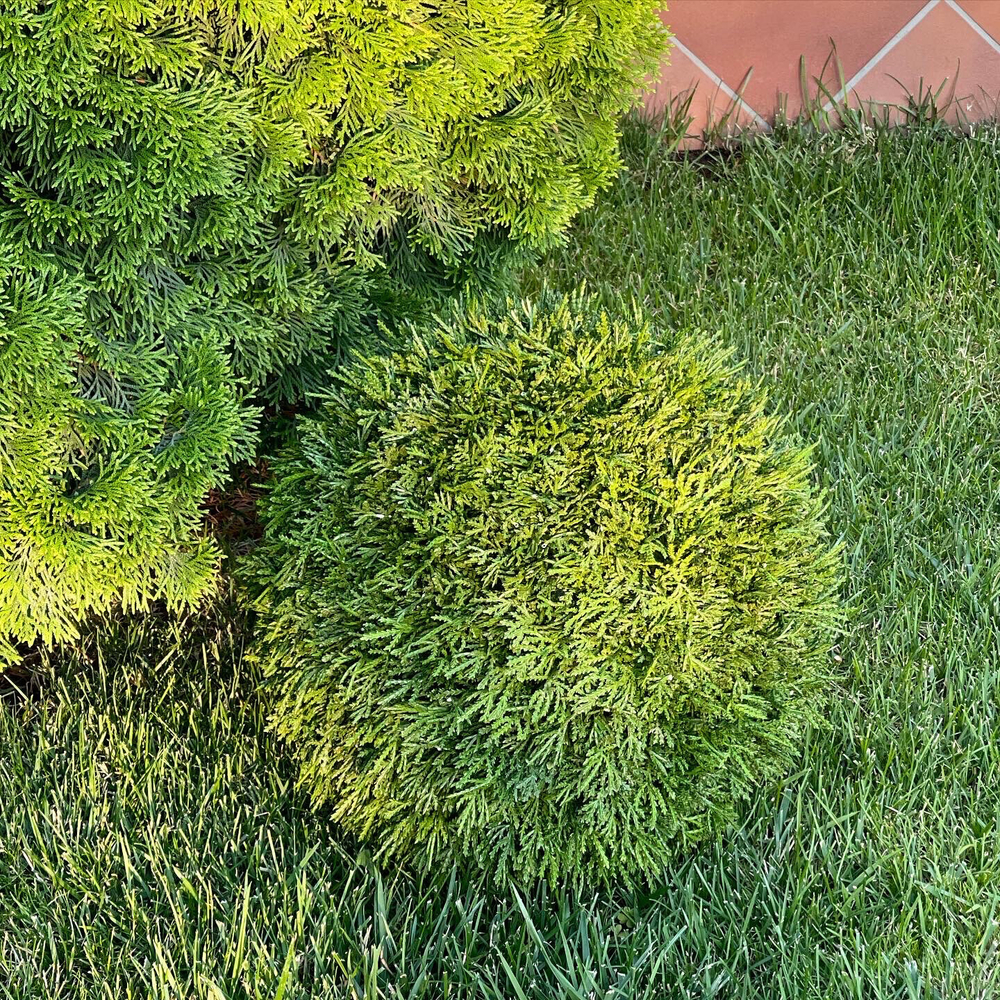 Туя шар, диаметр 35 см