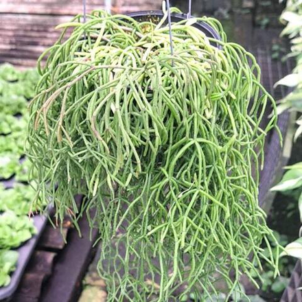 Рипсалис BACCIFERA