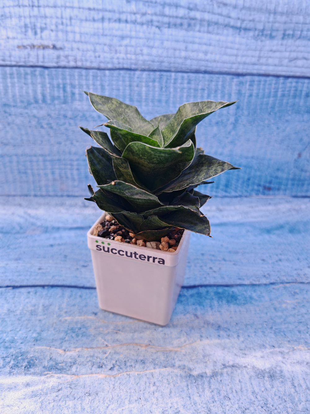 Sansevieria Mahanakorn (Сансевиерия)