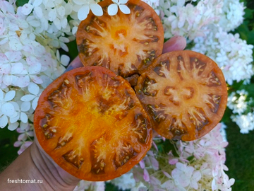 Козула 228 сорт томата