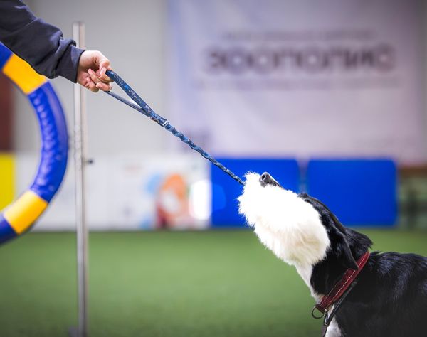 ПРЕДЛОЖЕНИЕ ДЛЯ ВЛАДЕЛЬЦЕВ КИНОЛОГИЧЕСКИХ ЗАЛОВ, ЦЕНТРОВ, СТУДИЙ