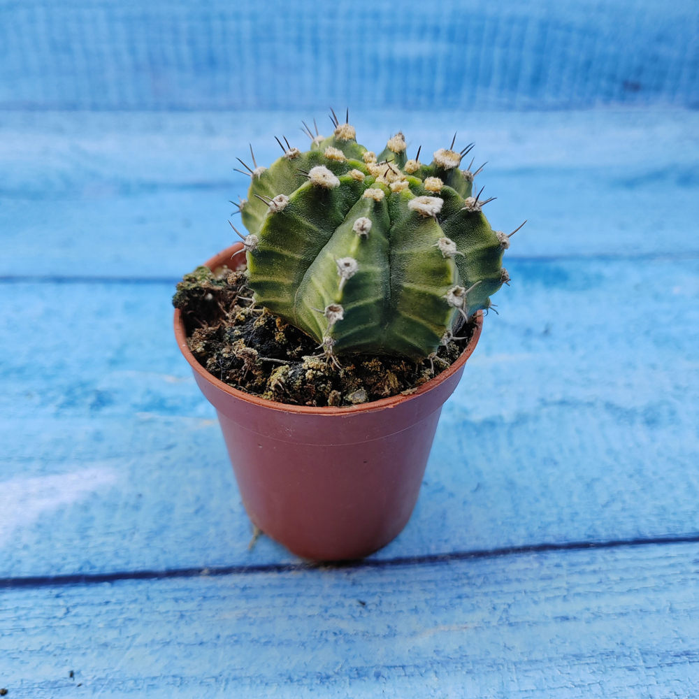 Gymnocalycium Friedrichii (Гимнокалициум)