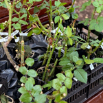 кусты для сада — сорт Норма Джин (Norma Jean) — ароматная роза