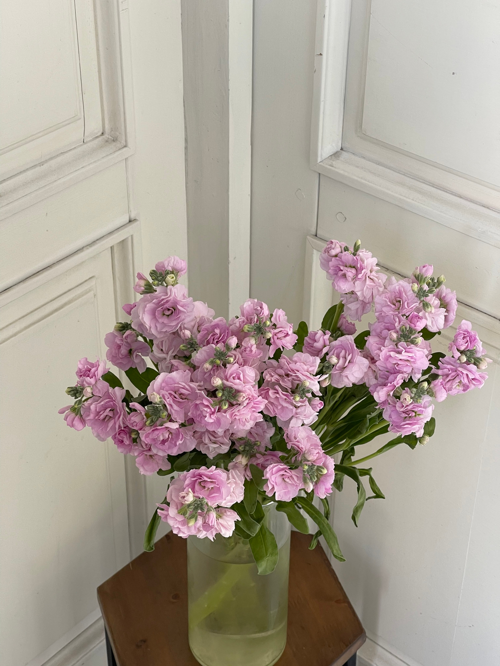 Маттиола кустовая в розовом оттенке