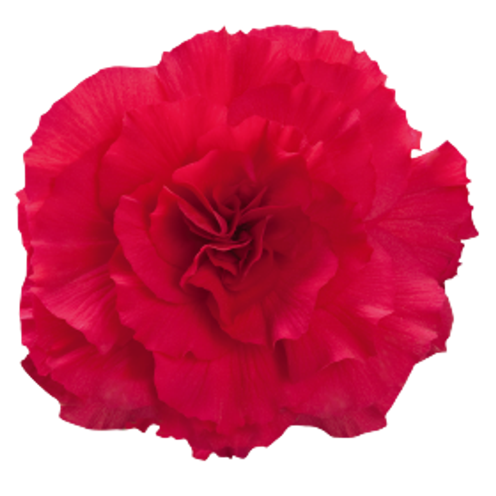 Бегония клубневая Нонстоп Дип Роуз (50шт) Витагрин Профи