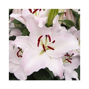 Лилия Парадиз