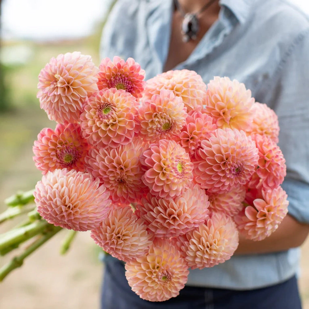 Георгин L.A.T.E. (корень) Закупка М55 апрель 2026