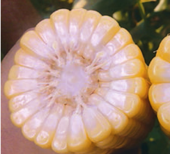 ГХ 5704 F1 семена кукурузы (Syngenta / Сингента)