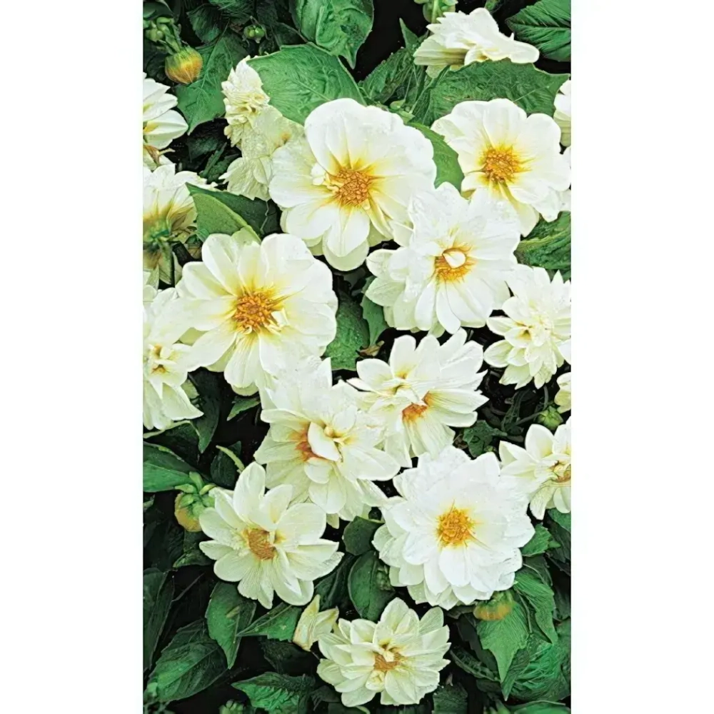 Семена Георгина Белая Красавица - мигнон 0,2гр (УД) Е/П