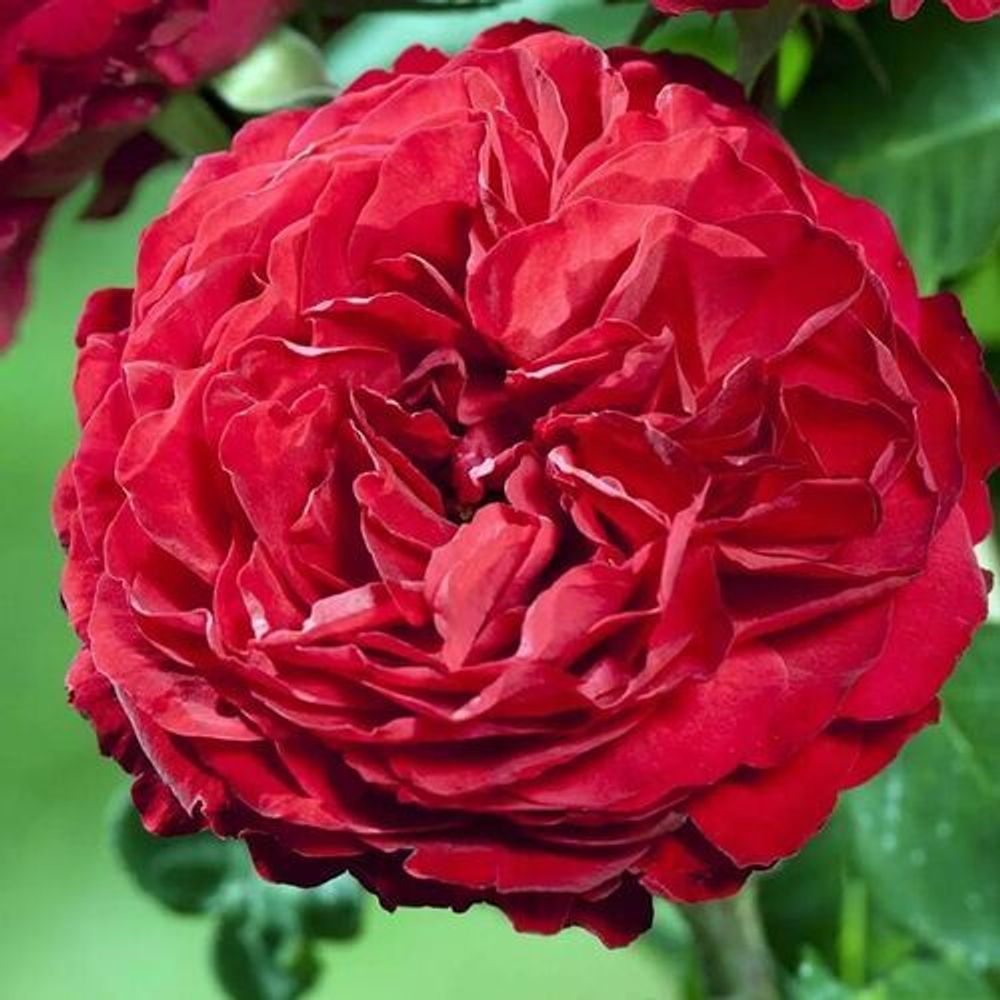 Юбилей Лаперье 150 Лет (Jubile Laperriere 150 Ans)