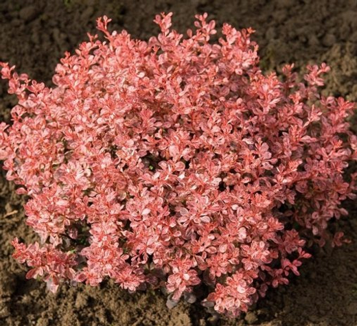 Барбарис Тунберга Инспирейшн С3 Закупка М60 июнь 2026