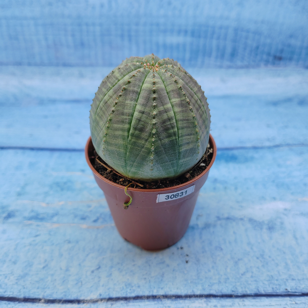 Euphorbia Obesa (Эуфорбия)