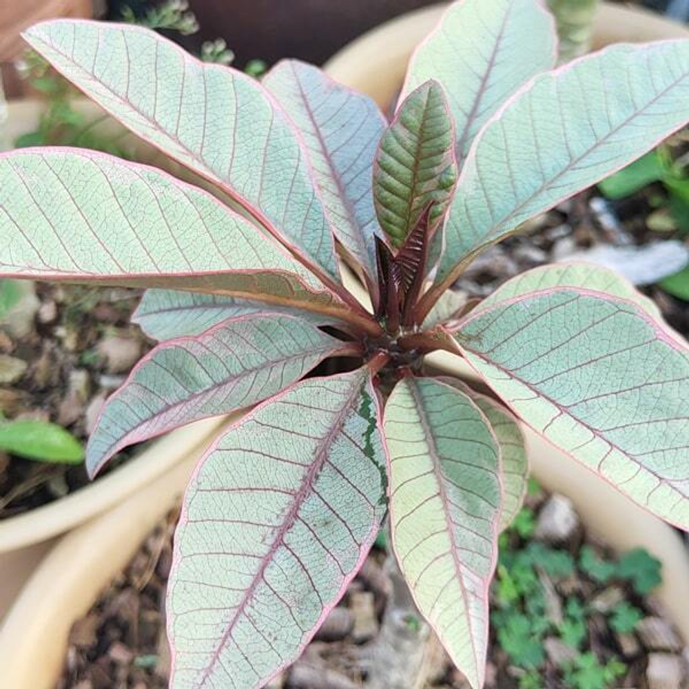 Плюмерия FANCY RED / PINK LEAF
