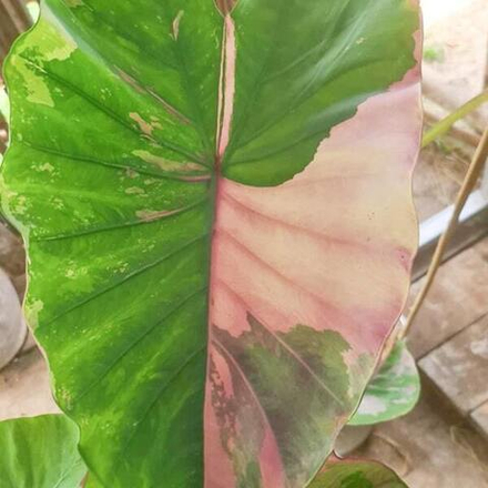 Колоказия UENGJUMON