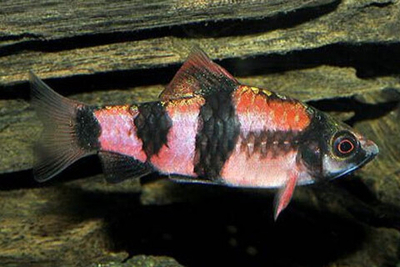 Барбус Дынный