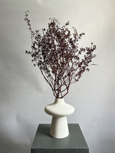 Плоды эвкалипта бордовые