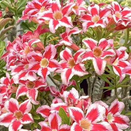 Адениум KHO HAI RUAY