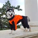 Комбинезон дождевик для собак White Wolf вырез на мальчика оранжевый-черный