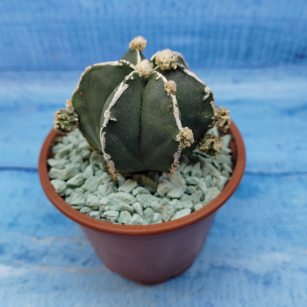 Astrophytum Myriostigma "Hakujo Fukuryu"  (Астрофитум)
