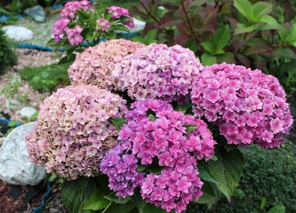 Гортензия крупнолистная Ю Энд Ми Форевер