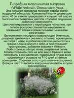 Гипсофила Белоснежный фестиваль Уайт Фестивал не махровая