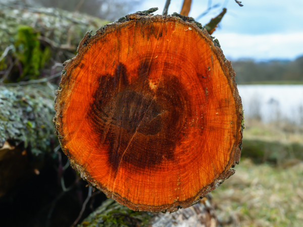 Ольха или липа – отличный материал для поделок из дерева
