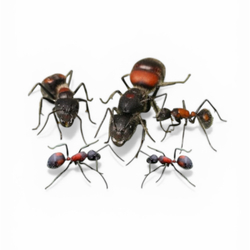 Муравьи Camponotus mutilarius (xiangban) (Ароматный муравей)
