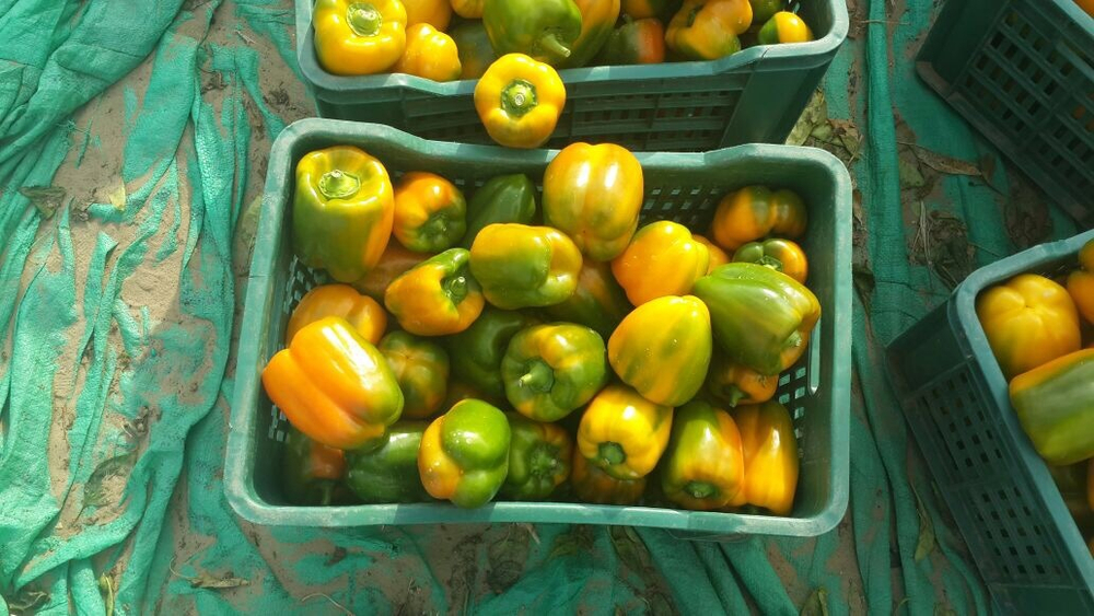 болгарский красный перец. зеленый перец, желтый перец- Египет