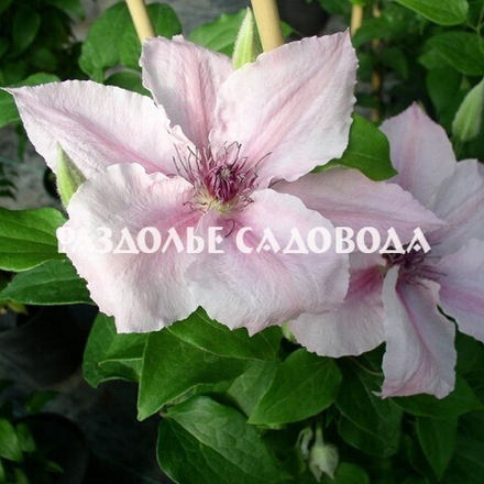 Клематис крупноцветковый Пинк Фэнтази