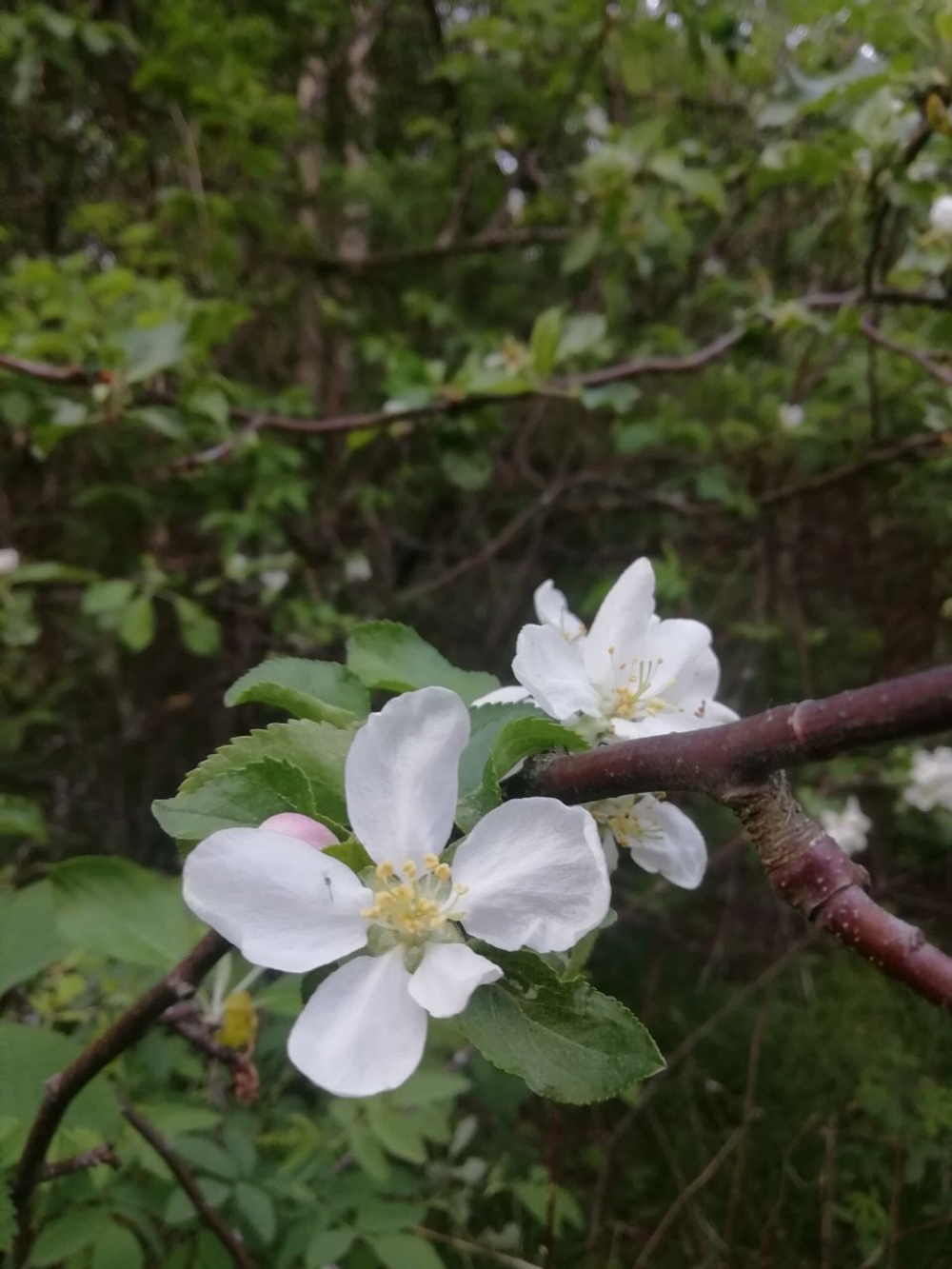 Ветки яблони