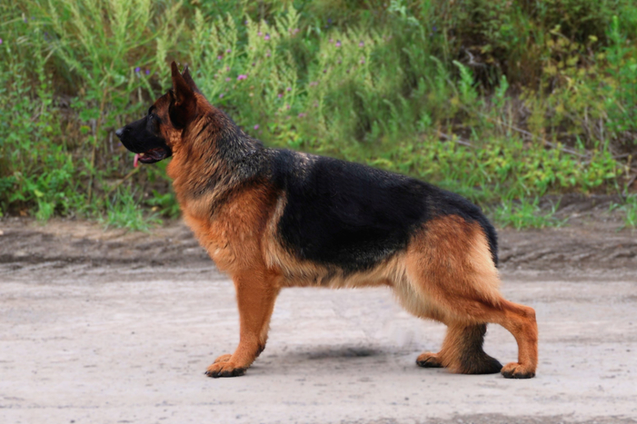 <span>&nbsp;</span><span class="breadcrumb-page">OBSESSION TEAM CARRERA</span>