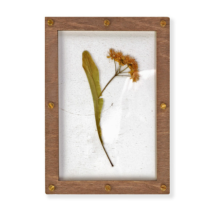 Рамка-основа для создания гербария