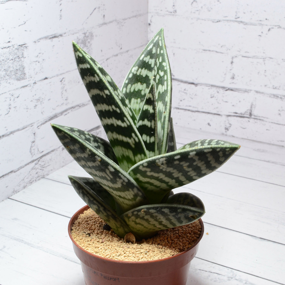 Aloe Variegata (Алоэ)