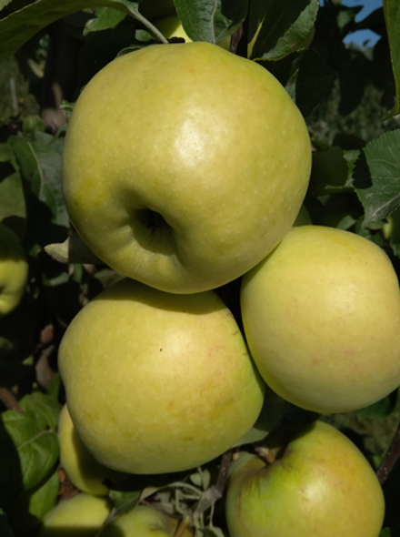 Яблоня Антоновка ЗКС контейнер 7,5л, 3х летний саженец май 26