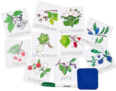 Набор карточек "Прописи "Ягоды" пиши-стирай. Многоразовые карточки