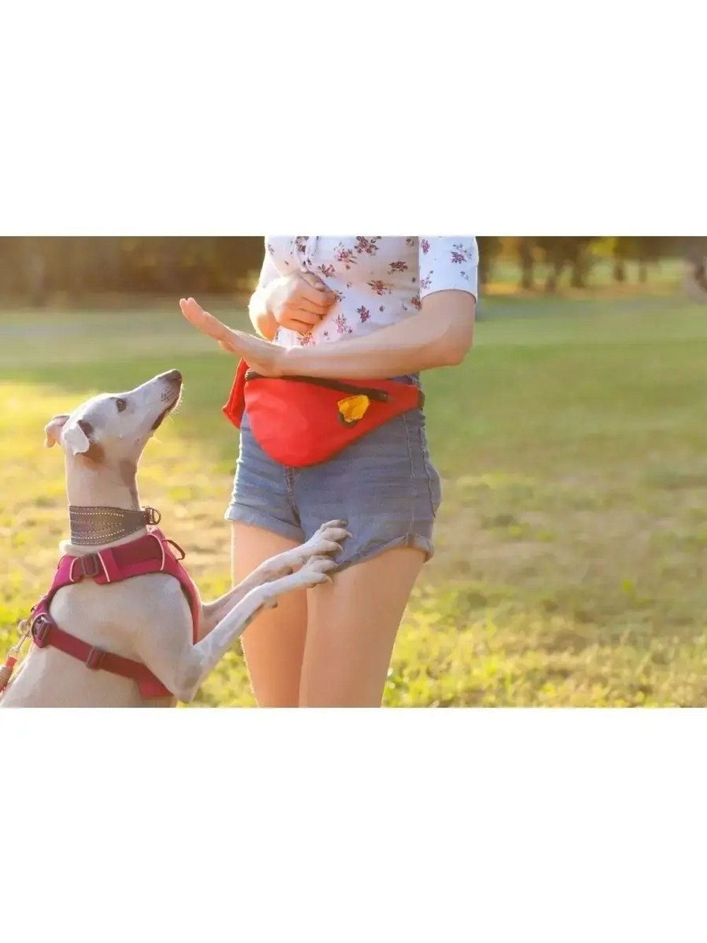 Сумка на пояс, сумка для лакомств собак